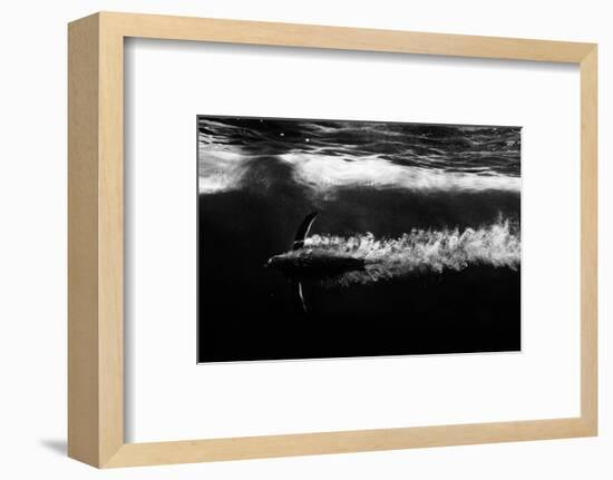 Penguin shot-Semir Catovic-Framed Photographic Print