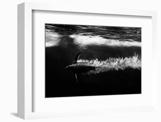 Penguin shot-Semir Catovic-Framed Photographic Print