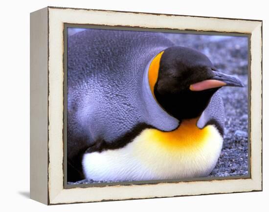 Penguin, Sub-Antarctic, South Georgia Island-Gavriel Jecan-Framed Premier Image Canvas