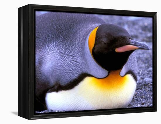 Penguin, Sub-Antarctic, South Georgia Island-Gavriel Jecan-Framed Premier Image Canvas