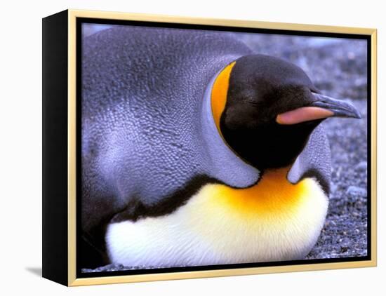 Penguin, Sub-Antarctic, South Georgia Island-Gavriel Jecan-Framed Premier Image Canvas