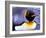 Penguin, Sub-Antarctic, South Georgia Island-Gavriel Jecan-Framed Photographic Print