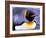 Penguin, Sub-Antarctic, South Georgia Island-Gavriel Jecan-Framed Photographic Print