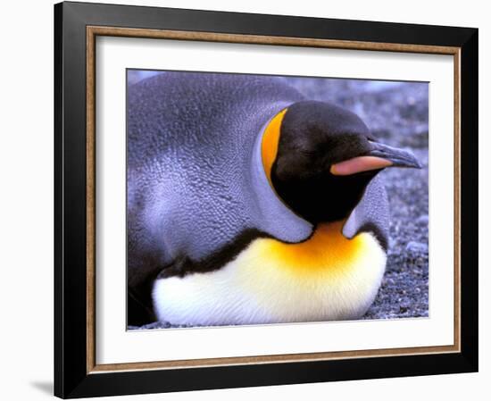 Penguin, Sub-Antarctic, South Georgia Island-Gavriel Jecan-Framed Photographic Print