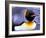 Penguin, Sub-Antarctic, South Georgia Island-Gavriel Jecan-Framed Photographic Print