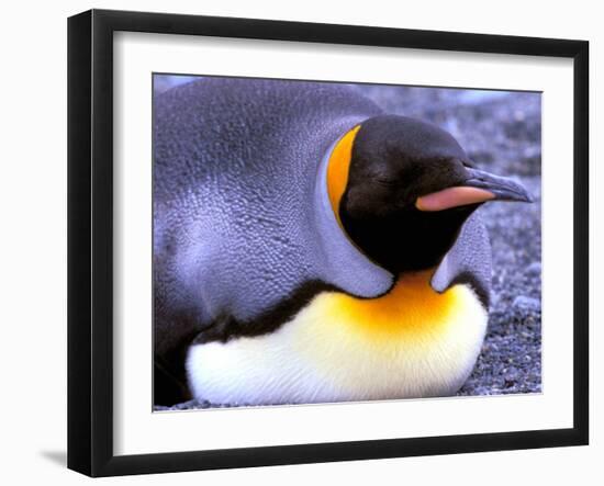 Penguin, Sub-Antarctic, South Georgia Island-Gavriel Jecan-Framed Photographic Print