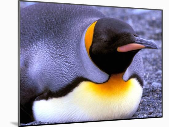 Penguin, Sub-Antarctic, South Georgia Island-Gavriel Jecan-Mounted Photographic Print