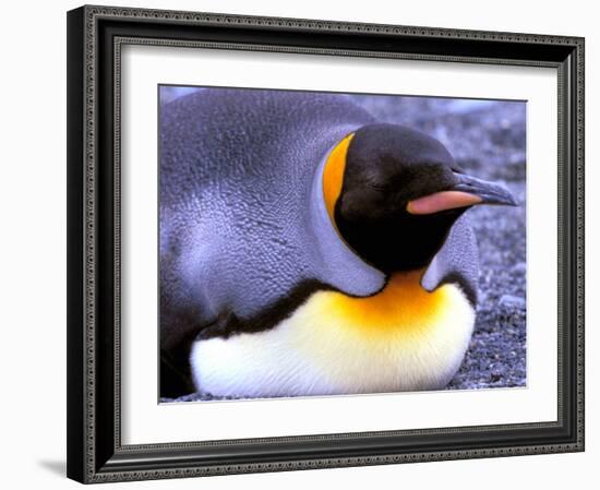 Penguin, Sub-Antarctic, South Georgia Island-Gavriel Jecan-Framed Photographic Print