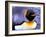 Penguin, Sub-Antarctic, South Georgia Island-Gavriel Jecan-Framed Photographic Print