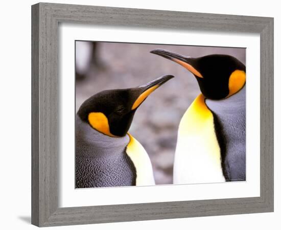 Penguin, Sub-Antarctic, South Georgia Island-Gavriel Jecan-Framed Photographic Print