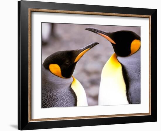 Penguin, Sub-Antarctic, South Georgia Island-Gavriel Jecan-Framed Photographic Print