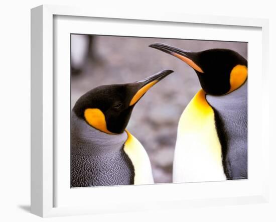 Penguin, Sub-Antarctic, South Georgia Island-Gavriel Jecan-Framed Photographic Print