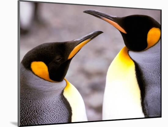 Penguin, Sub-Antarctic, South Georgia Island-Gavriel Jecan-Mounted Photographic Print