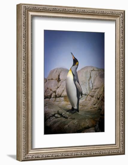 Penguin with Beak towards the Sky and Wings Back on Rocks.-Kimberly Hall-Framed Photographic Print