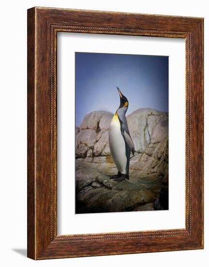 Penguin with Beak towards the Sky and Wings Back on Rocks.-Kimberly Hall-Framed Photographic Print