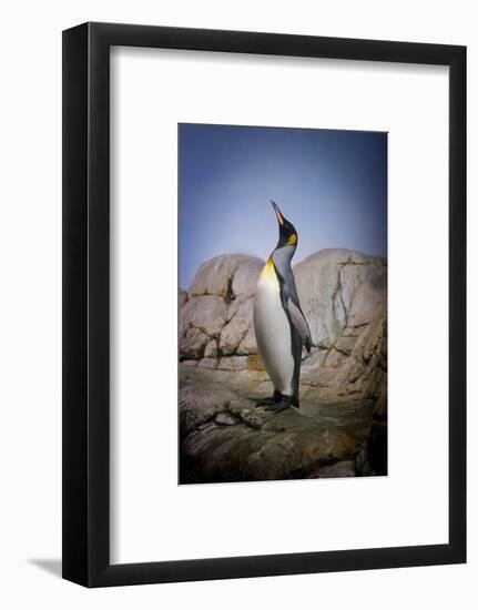 Penguin with Beak towards the Sky and Wings Back on Rocks.-Kimberly Hall-Framed Photographic Print