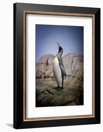 Penguin with Beak towards the Sky and Wings Back on Rocks.-Kimberly Hall-Framed Photographic Print