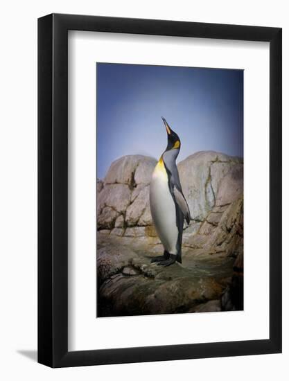 Penguin with Beak towards the Sky and Wings Back on Rocks.-Kimberly Hall-Framed Photographic Print