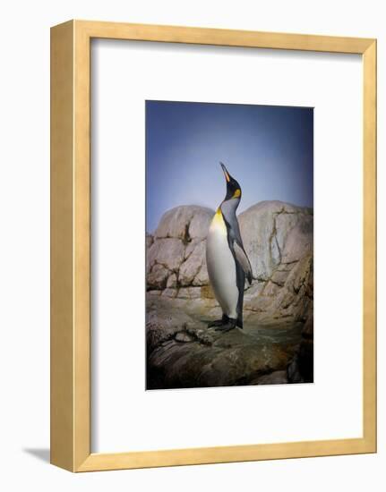 Penguin with Beak towards the Sky and Wings Back on Rocks.-Kimberly Hall-Framed Photographic Print