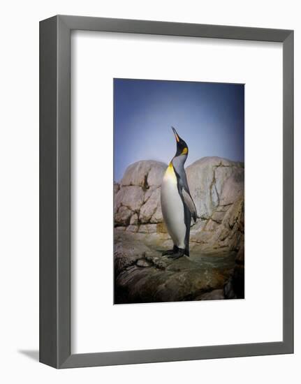 Penguin with Beak towards the Sky and Wings Back on Rocks.-Kimberly Hall-Framed Photographic Print