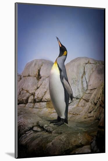 Penguin with Beak towards the Sky and Wings Back on Rocks.-Kimberly Hall-Mounted Photographic Print