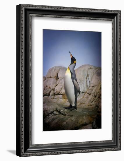 Penguin with Beak towards the Sky and Wings Back on Rocks.-Kimberly Hall-Framed Photographic Print