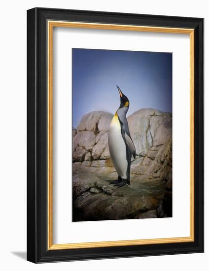 Penguin with Beak towards the Sky and Wings Back on Rocks.-Kimberly Hall-Framed Photographic Print