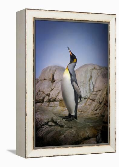 Penguin with Beak towards the Sky and Wings Back on Rocks.-Kimberly Hall-Framed Premier Image Canvas