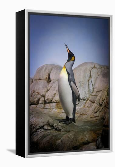 Penguin with Beak towards the Sky and Wings Back on Rocks.-Kimberly Hall-Framed Premier Image Canvas