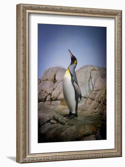 Penguin with Beak towards the Sky and Wings Back on Rocks.-Kimberly Hall-Framed Photographic Print