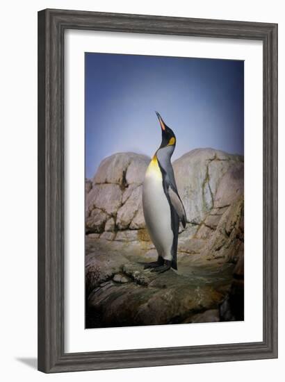 Penguin with Beak towards the Sky and Wings Back on Rocks.-Kimberly Hall-Framed Photographic Print