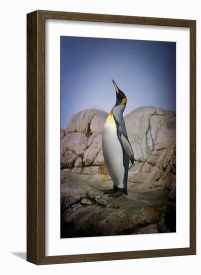 Penguin with Beak towards the Sky and Wings Back on Rocks.-Kimberly Hall-Framed Photographic Print