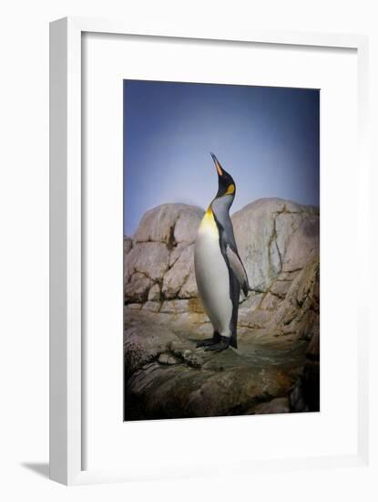 Penguin with Beak towards the Sky and Wings Back on Rocks.-Kimberly Hall-Framed Photographic Print