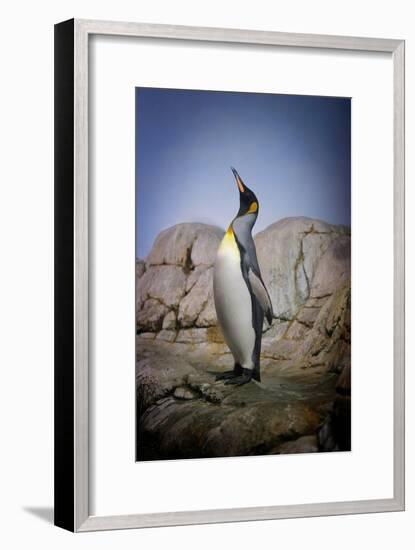 Penguin with Beak towards the Sky and Wings Back on Rocks.-Kimberly Hall-Framed Photographic Print