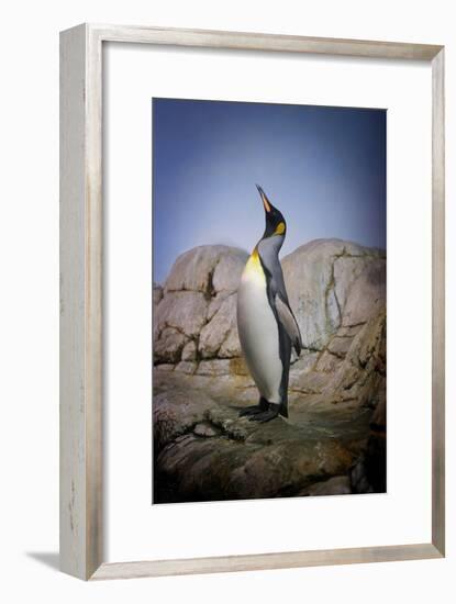 Penguin with Beak towards the Sky and Wings Back on Rocks.-Kimberly Hall-Framed Photographic Print