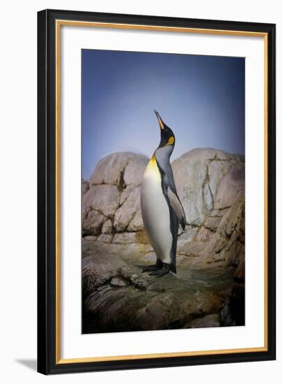 Penguin with Beak towards the Sky and Wings Back on Rocks.-Kimberly Hall-Framed Photographic Print