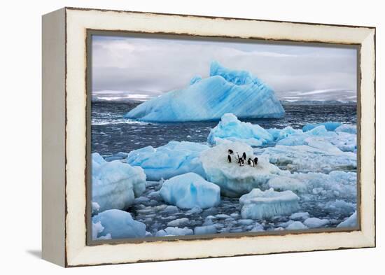 Penguins and Ice-Howard Ruby-Framed Premier Image Canvas
