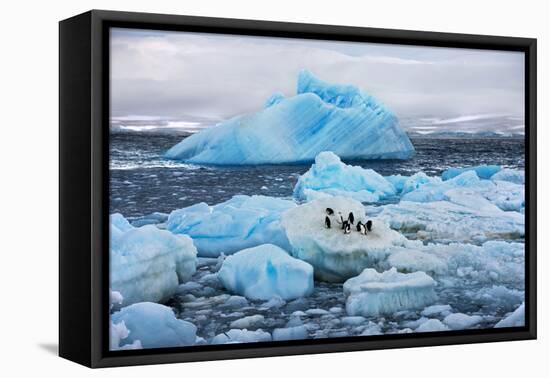 Penguins and Ice-Howard Ruby-Framed Premier Image Canvas
