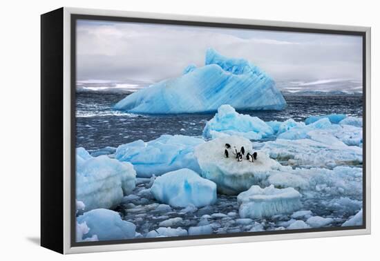 Penguins and Ice-Howard Ruby-Framed Premier Image Canvas