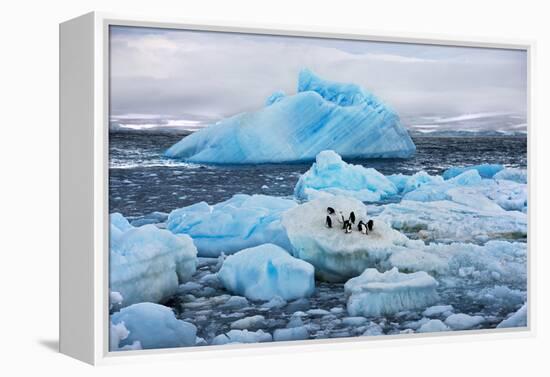 Penguins and Ice-Howard Ruby-Framed Premier Image Canvas