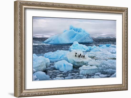 Penguins and Ice-Howard Ruby-Framed Photographic Print