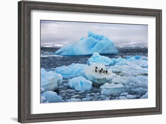 Penguins and Ice-Howard Ruby-Framed Photographic Print