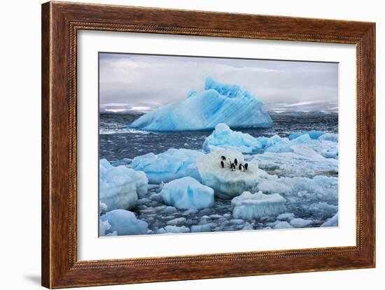 Penguins and Ice-Howard Ruby-Framed Photographic Print