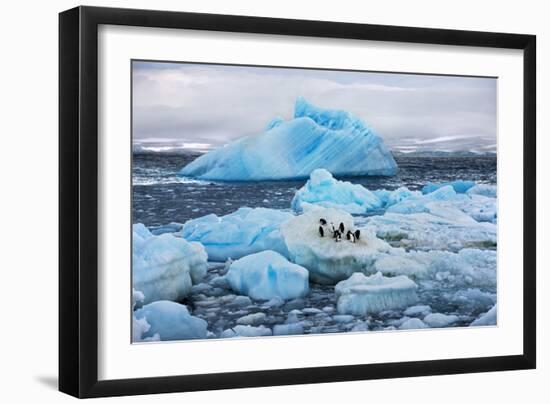 Penguins and Ice-Howard Ruby-Framed Photographic Print