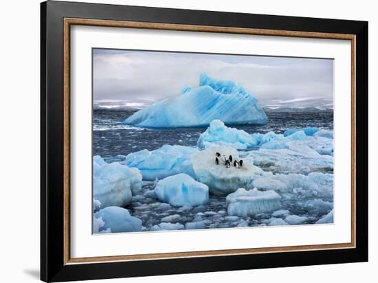 Penguins and Ice-Howard Ruby-Framed Photographic Print