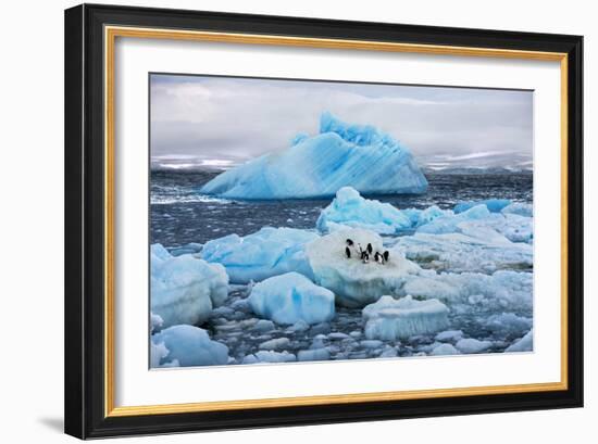 Penguins and Ice-Howard Ruby-Framed Photographic Print