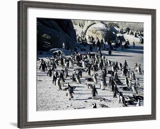 Penguins at Boulder Beach in Simon's Town, Near Cape Town, South Africa, Africa-Yadid Levy-Framed Photographic Print