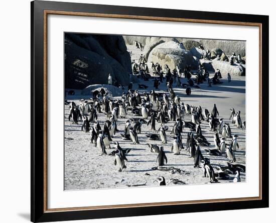 Penguins at Boulder Beach in Simon's Town, Near Cape Town, South Africa, Africa-Yadid Levy-Framed Photographic Print