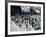 Penguins at Boulder Beach in Simon's Town, Near Cape Town, South Africa, Africa-Yadid Levy-Framed Photographic Print