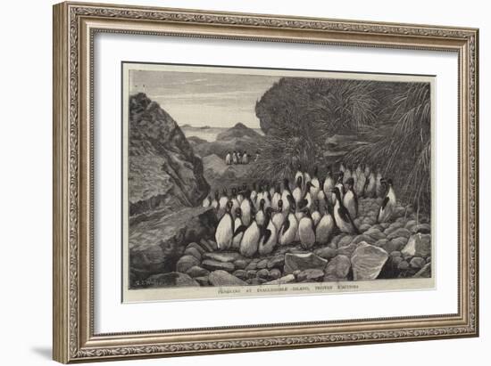 Penguins at Inaccessible Island, Tristan D'Acunha-Samuel Edmund Waller-Framed Giclee Print